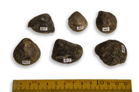 F 01517
<br/>
<br/>
<em></em>